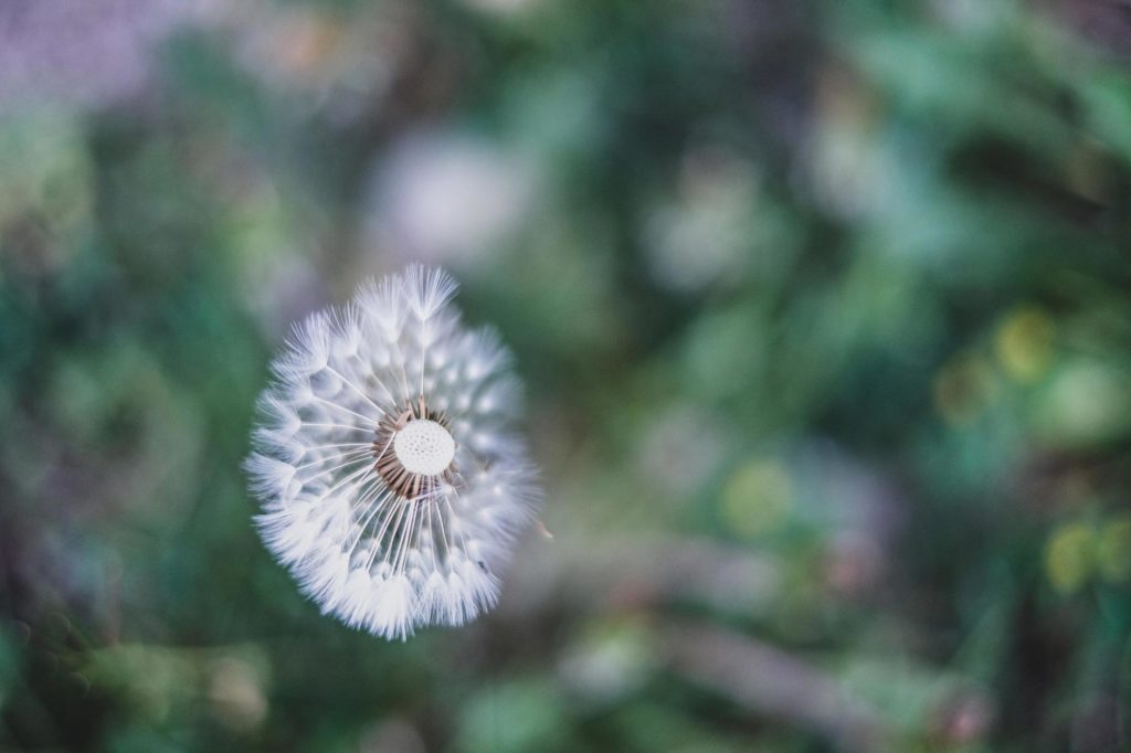 Douceur photo pissenlit